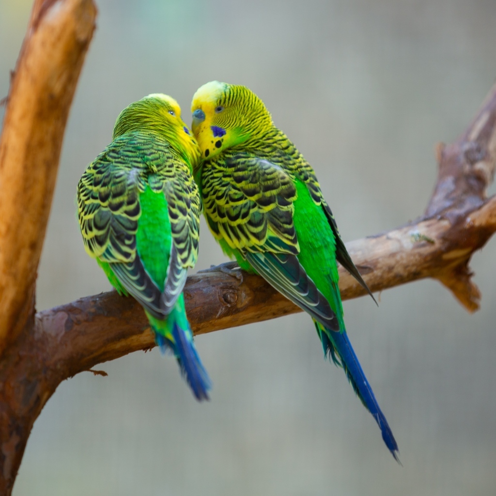 Два попугая неразлучника на ветке 