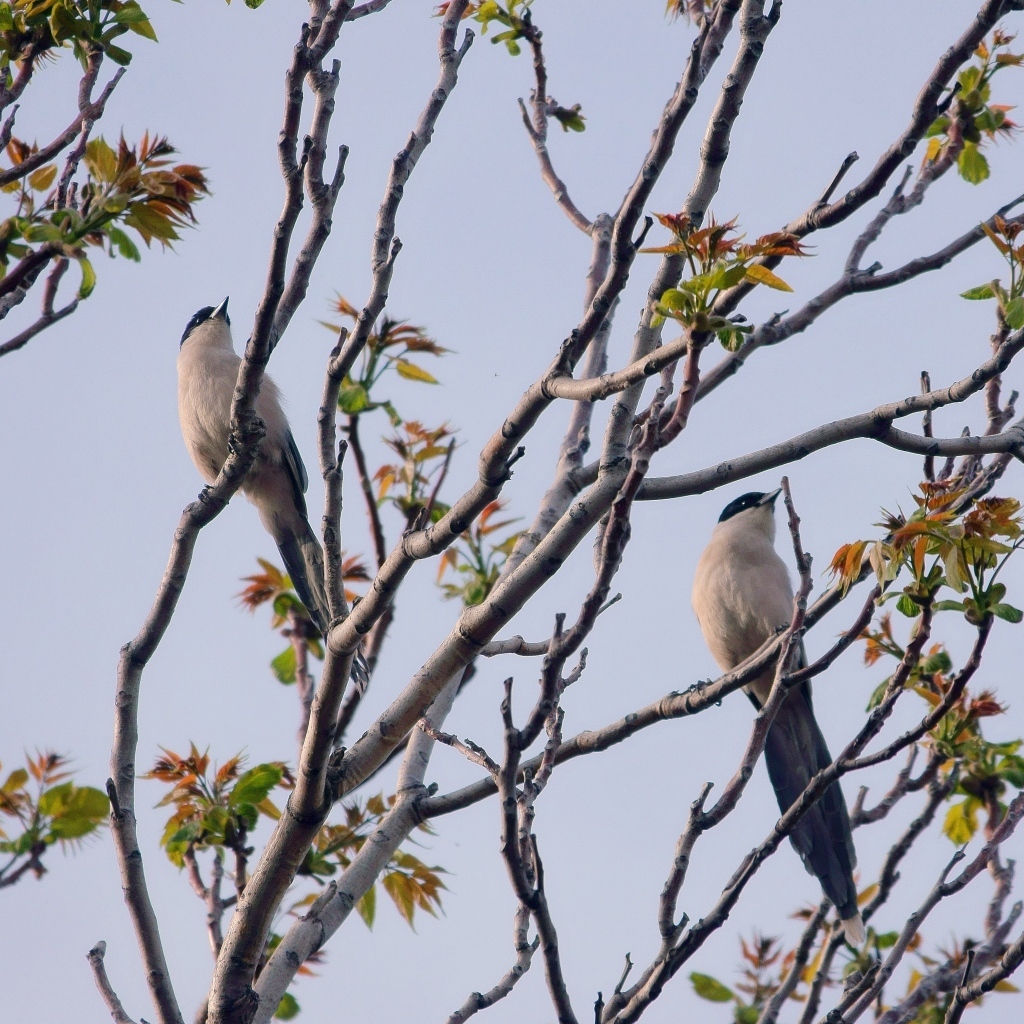 Две сороки сидят на ветках дерева 
