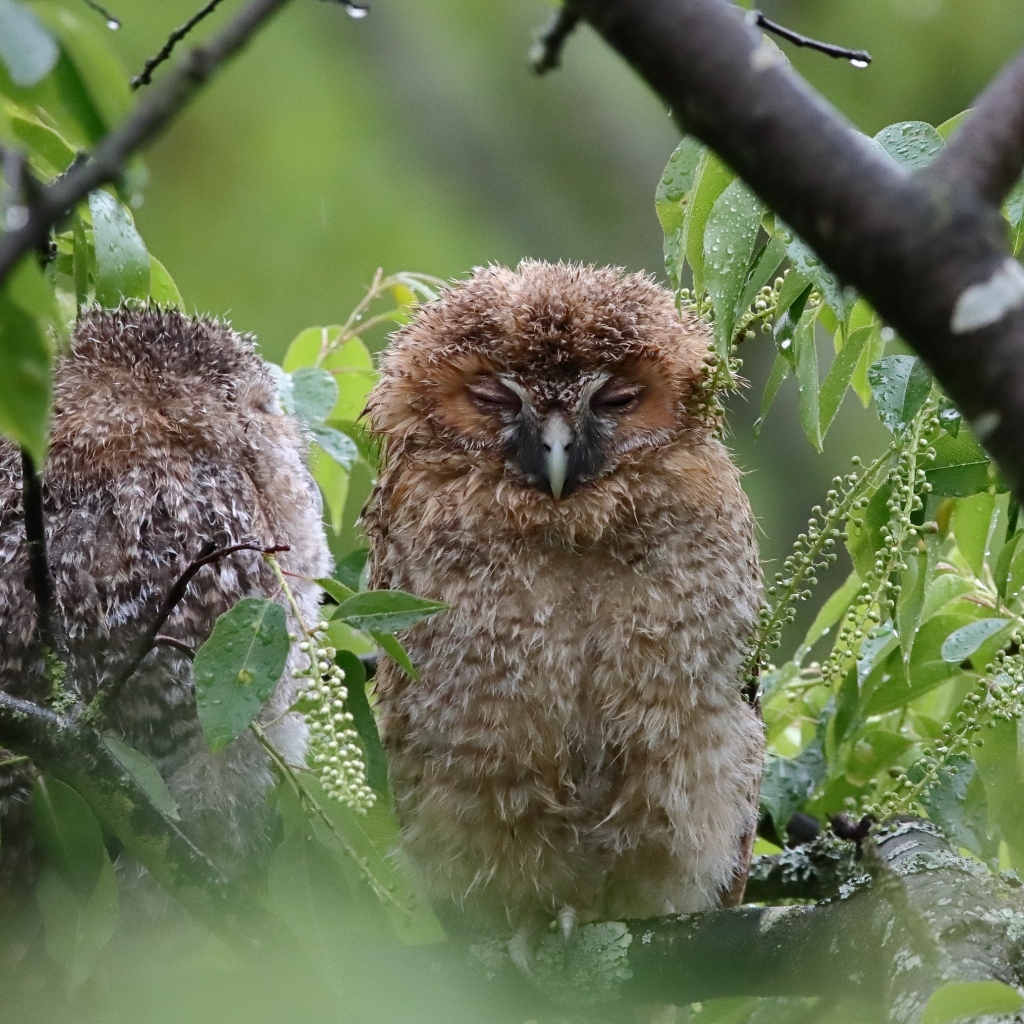 Две совы спят на ветке дерева