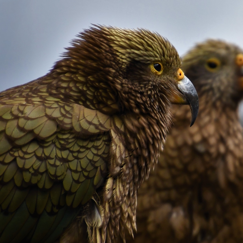 Два попугая с острым клювом крупным планом