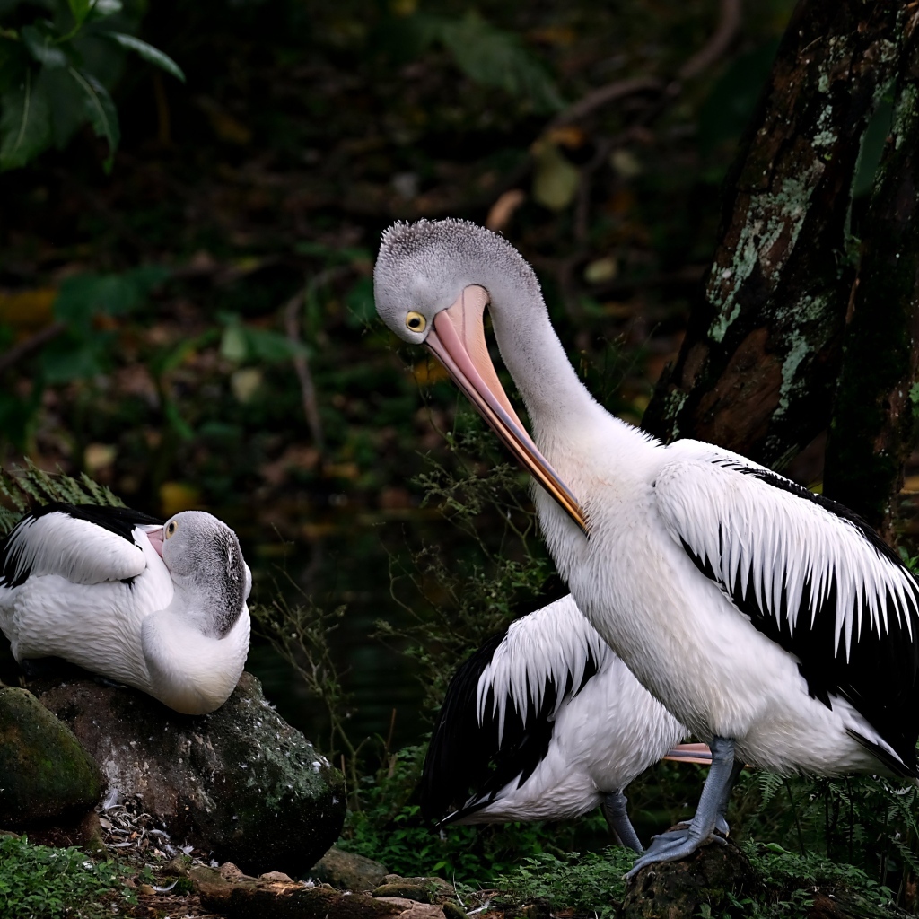Два пеликана чистят перья