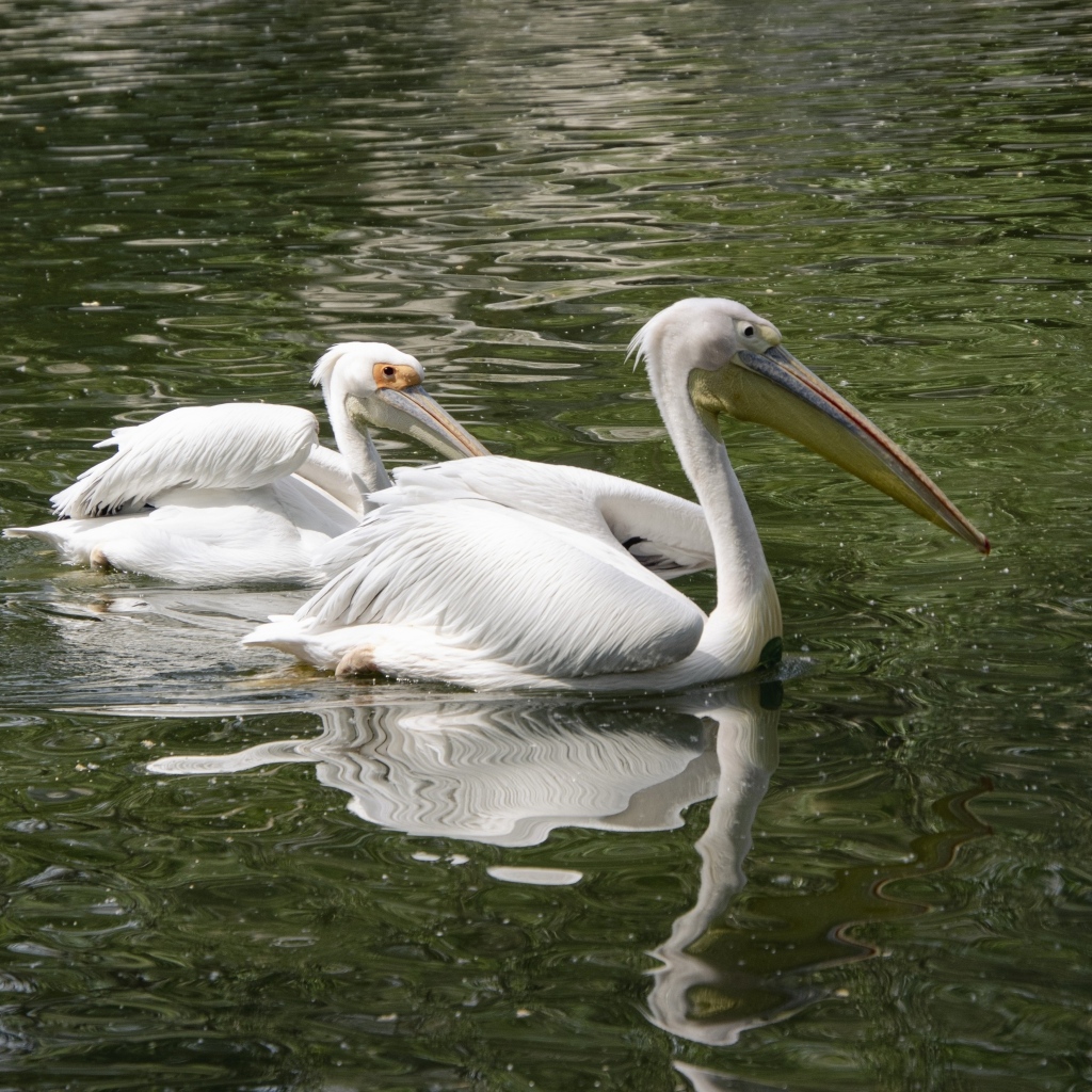 Два пеликана плавают в воде