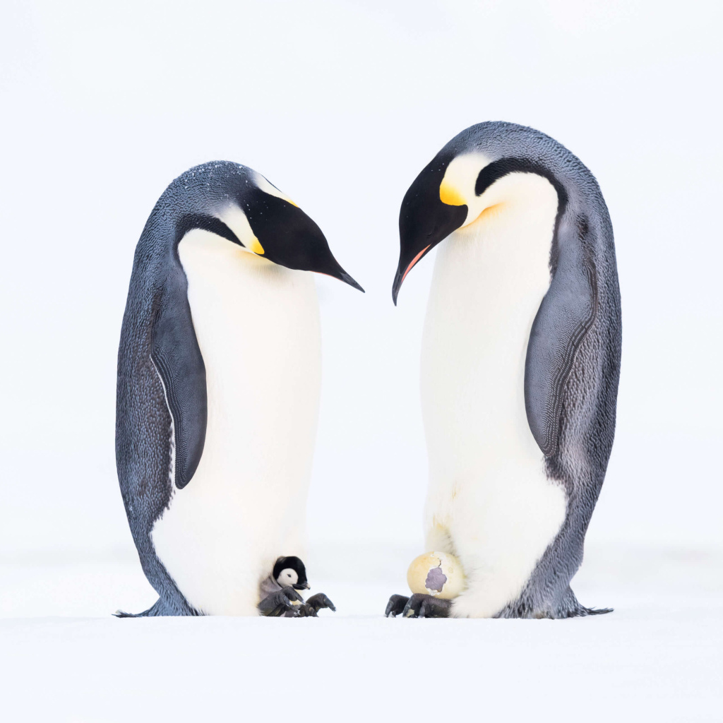 Два пингвина с птенцами на белом фоне