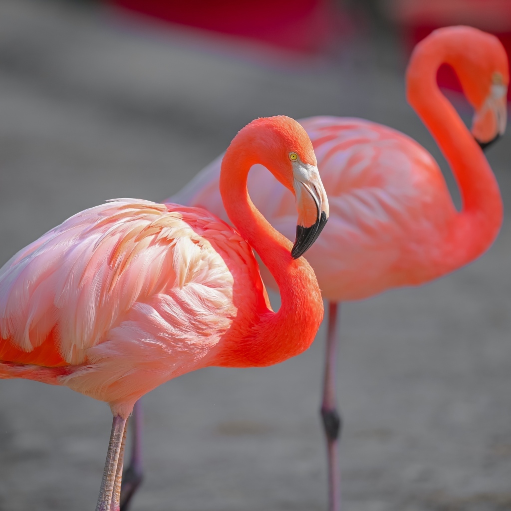 Два розовых фламинго крупным планом