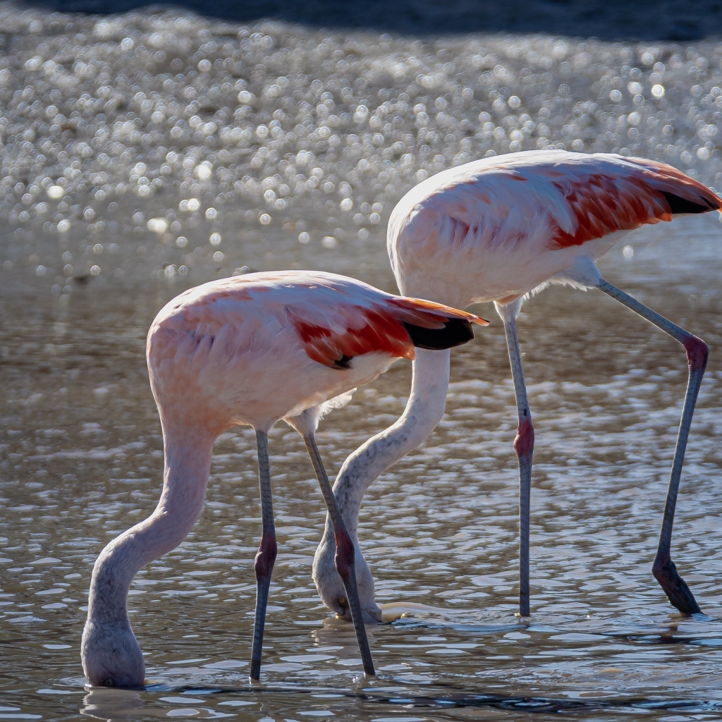 Два розовых фламинго в воде