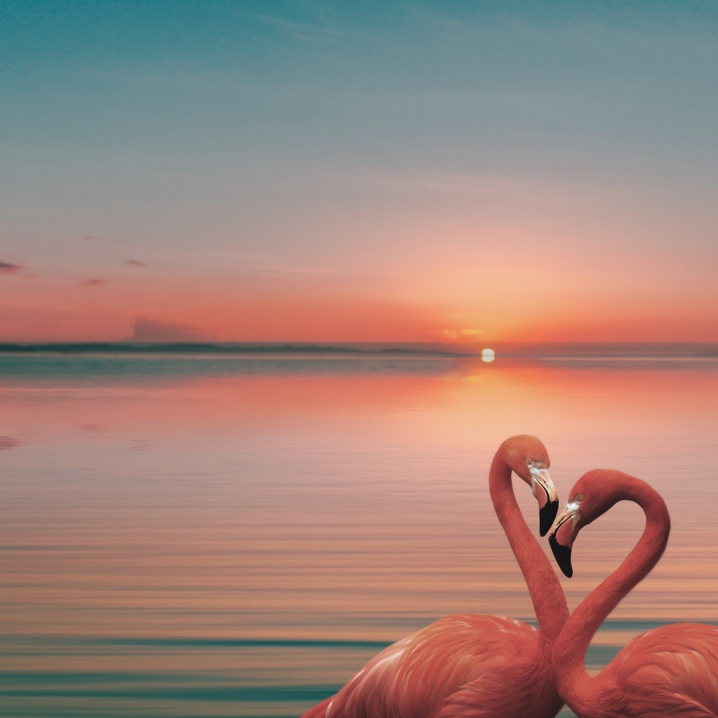 Два розовых фламинго в воде на закате солнца