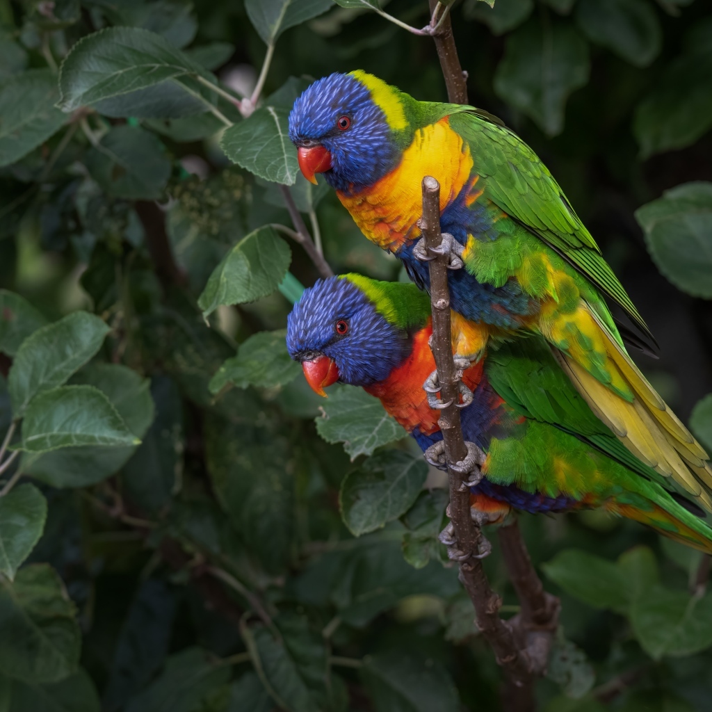 Два радужных лорикета на ветке дерева