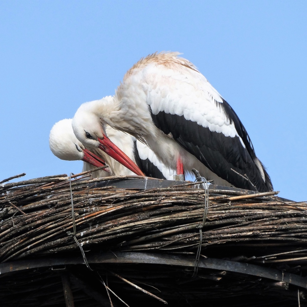 Два аиста в гнезде 