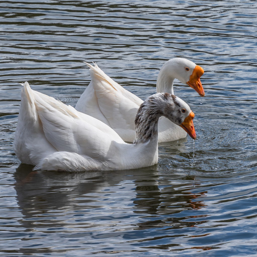Два белых гуся в воде