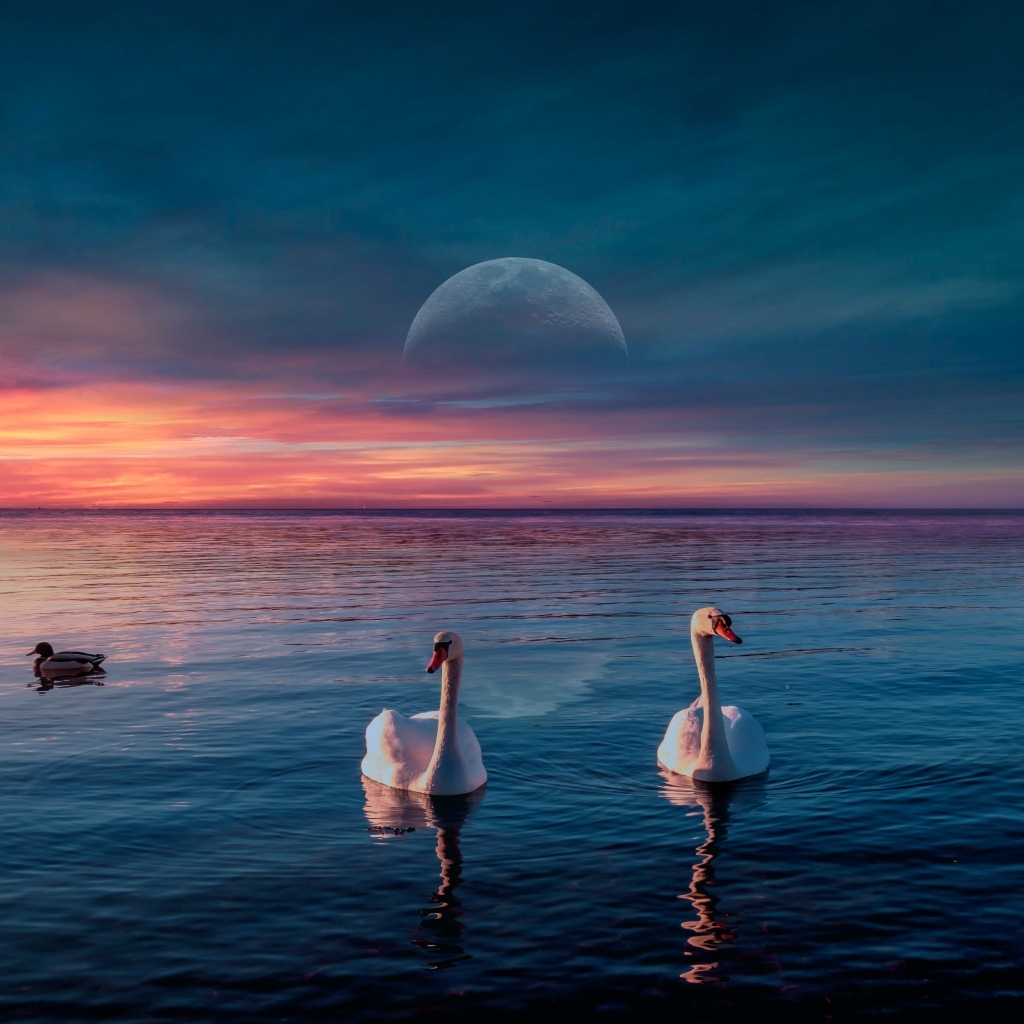 Два белых лебедя  на фоне красивого неба с луной 