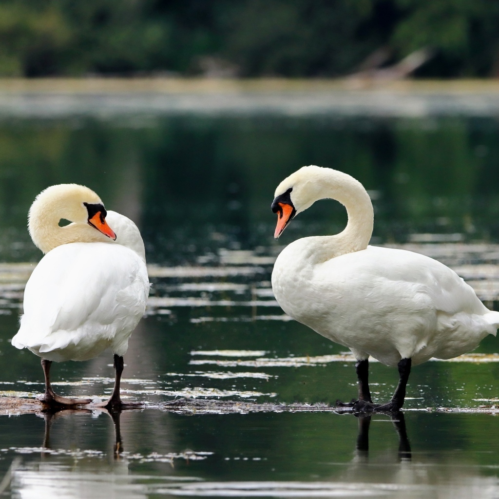 Два белых лебедя стоят в воде на берегу озера