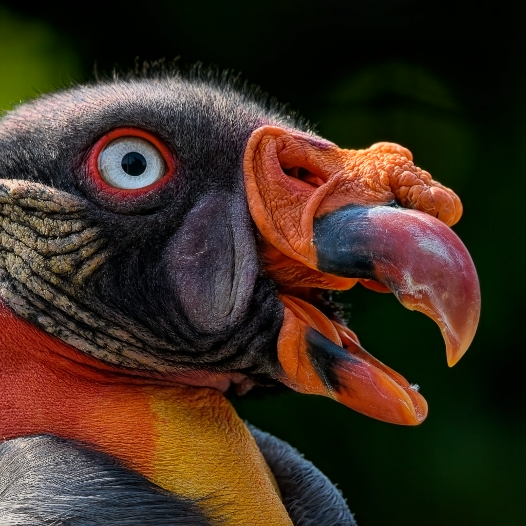 Голова грифа крупным планом