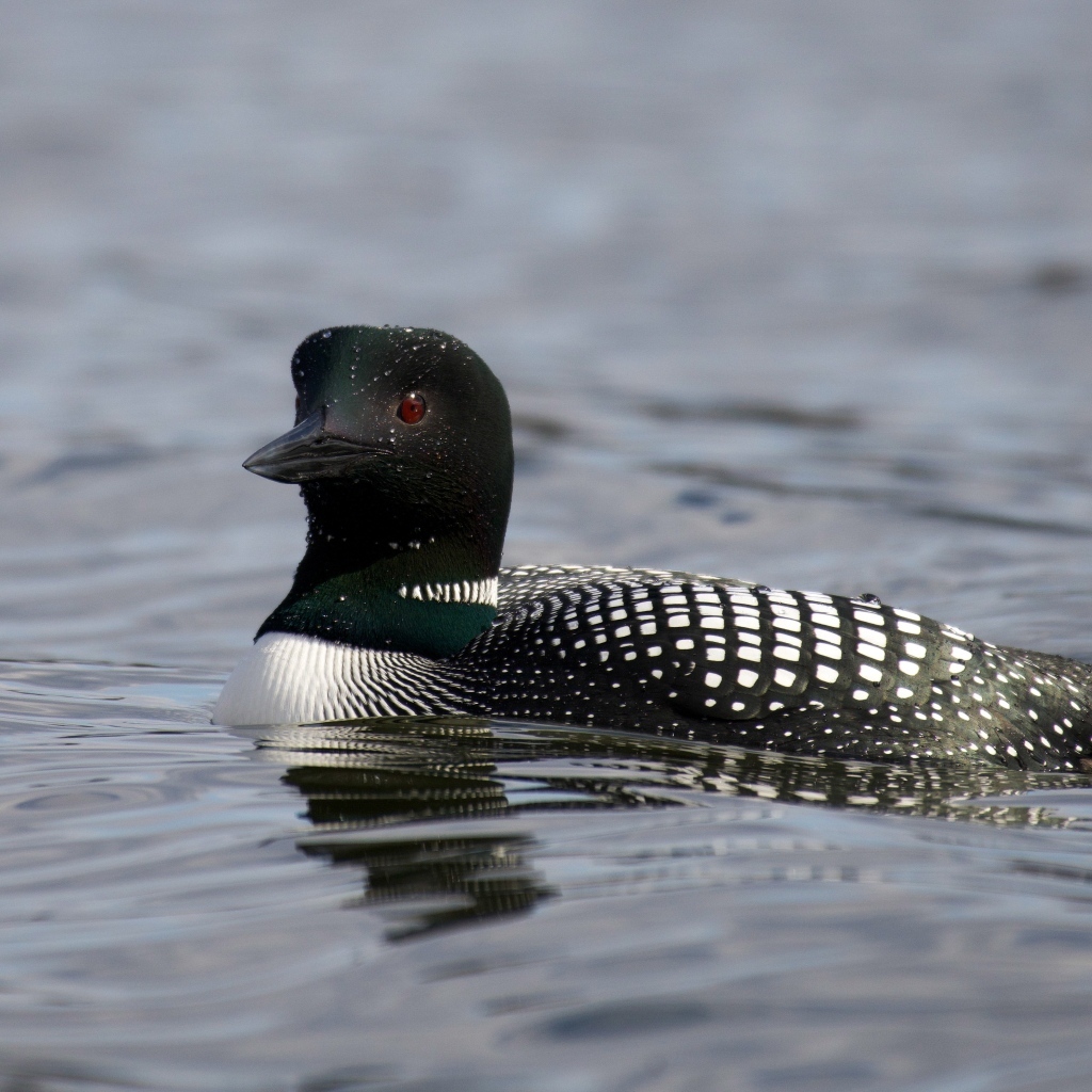 Водоплавающая птица гагара в воде