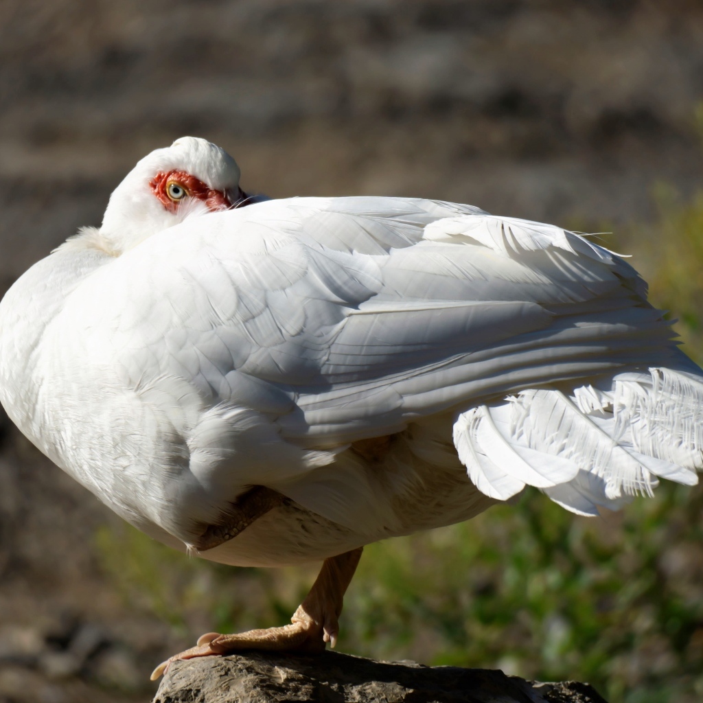 Белая утка греется на солнце