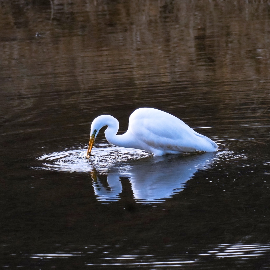 Белая цапля ловит рыбу в воде