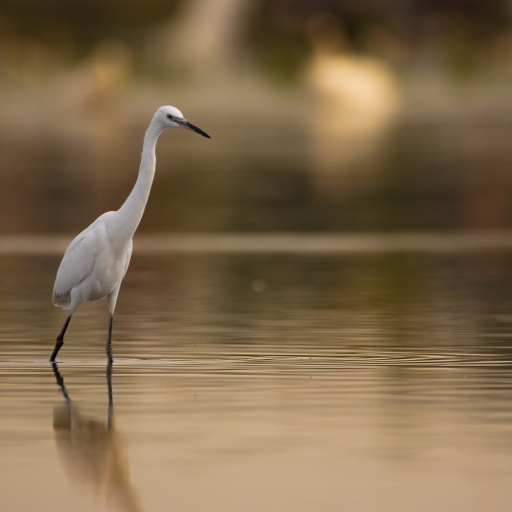 Белая цапля охотится в воде