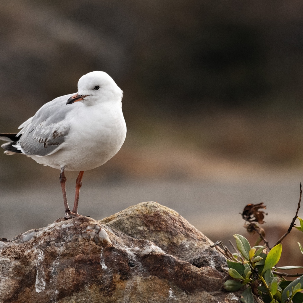 Белая маленькая чайка сидит на камне