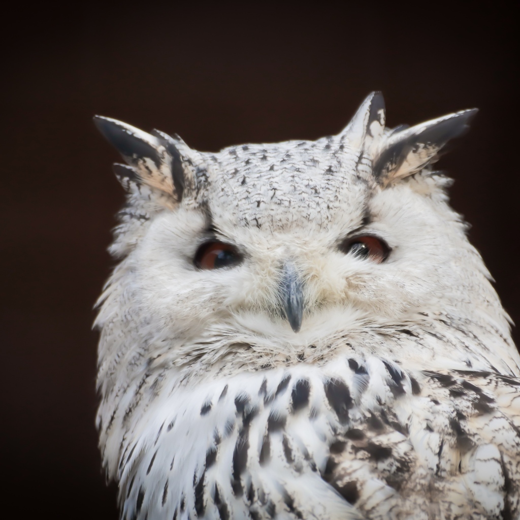 Белая сова с карими глазами на черном фоне