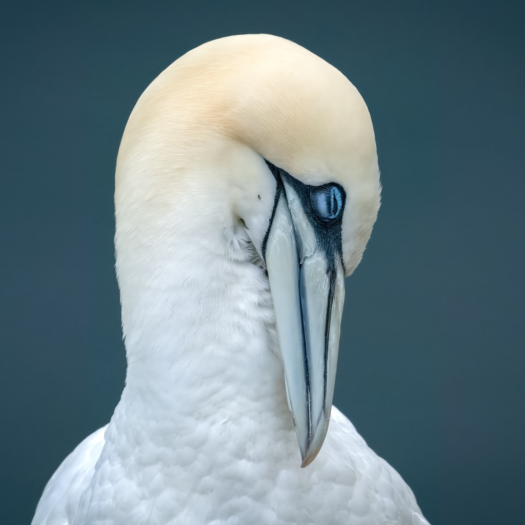 Белая чайка спит на сером фоне