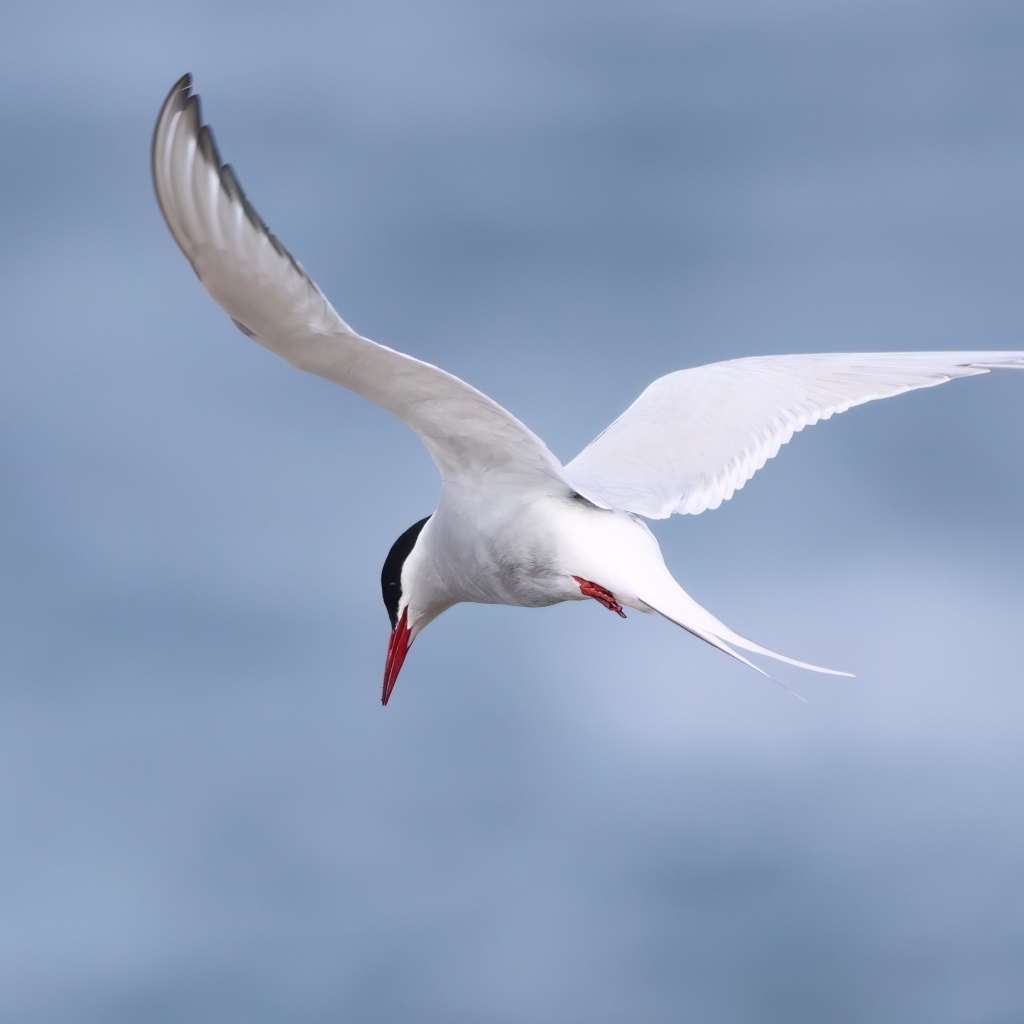 Белая чайка парит в голубом небе