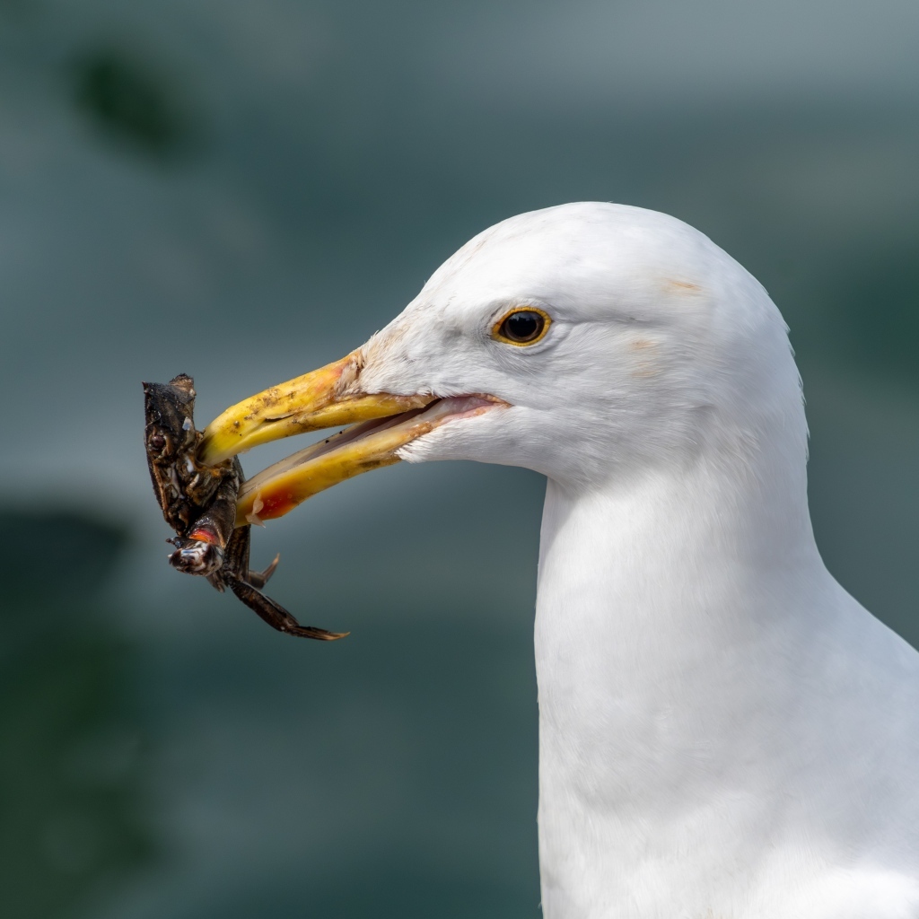 Белая чайка с добычей в клюве