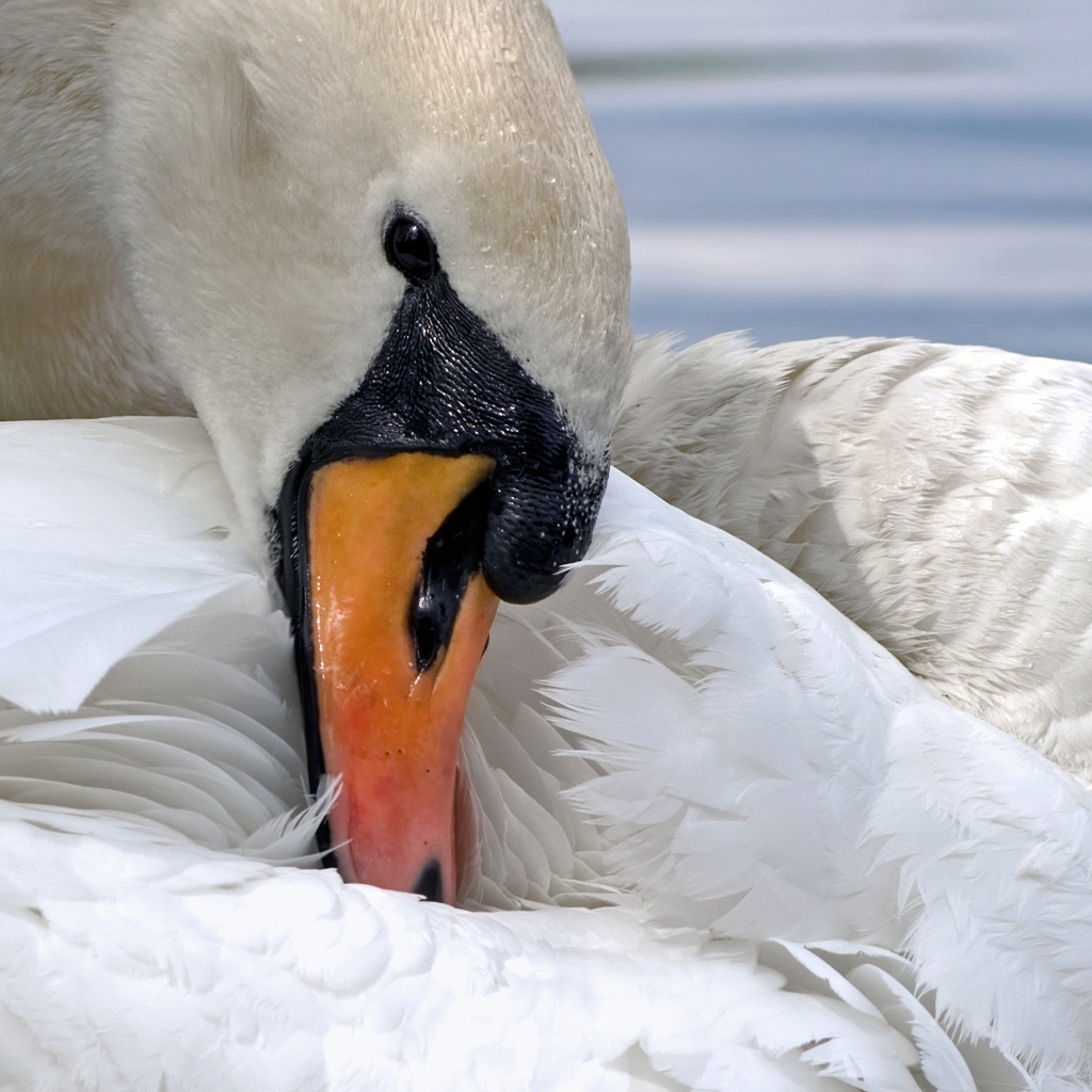 Белый лебедь прячет клюв в перья