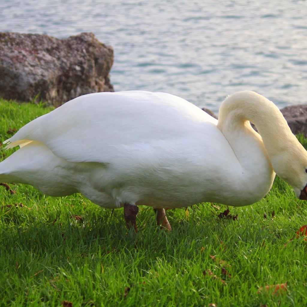 Белый лебедь на зеленой траве у воды