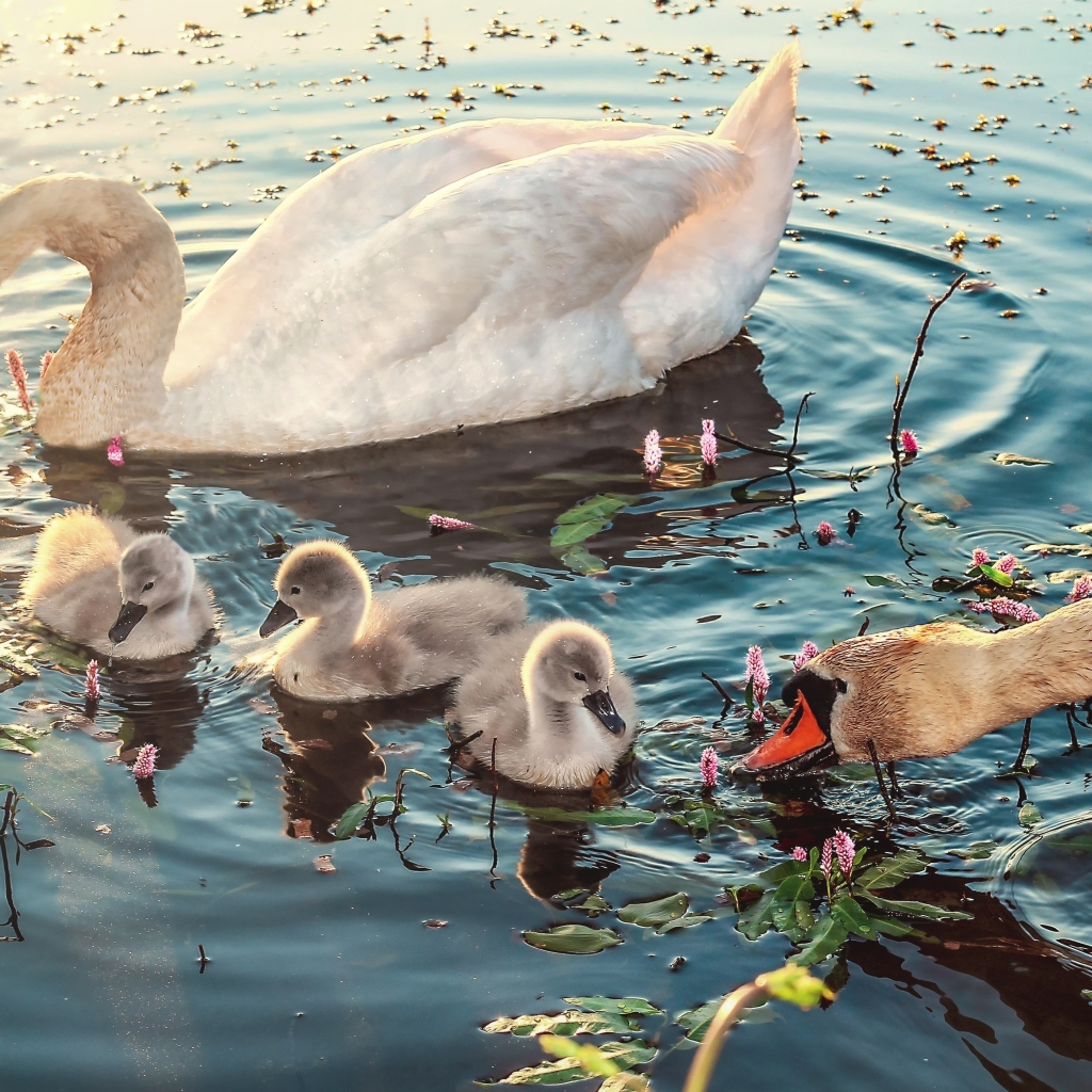 Белые лебеди с птенцами в воде