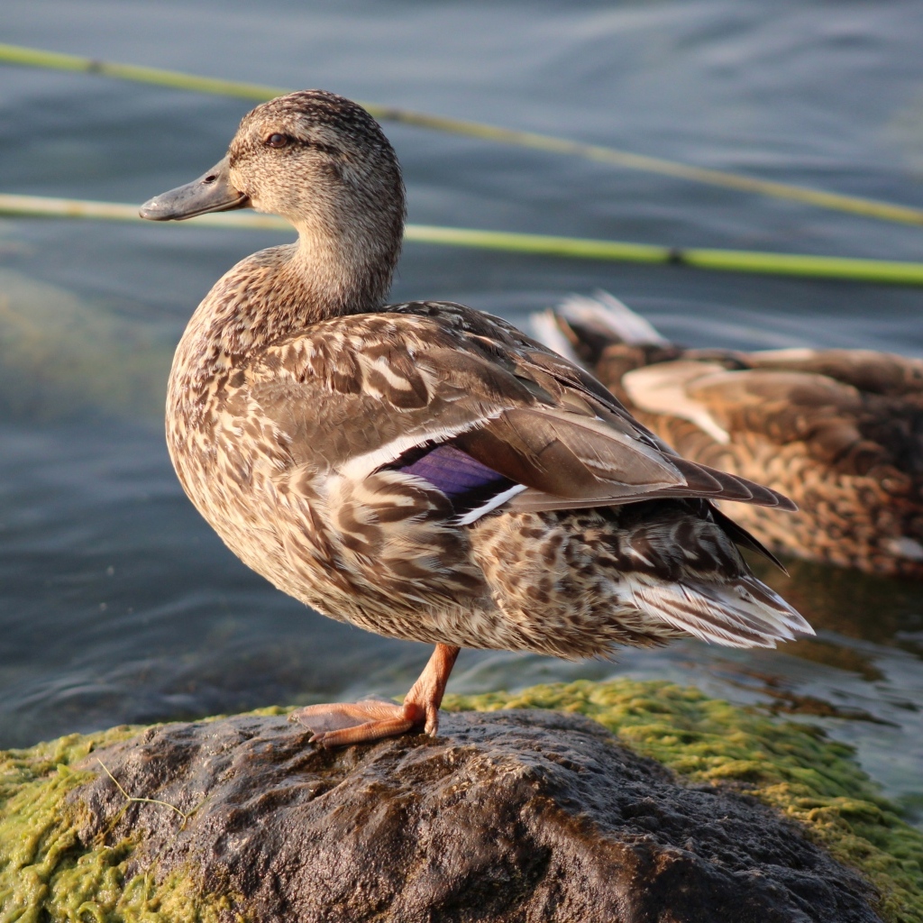 Дикая утка стоит на камне у воды