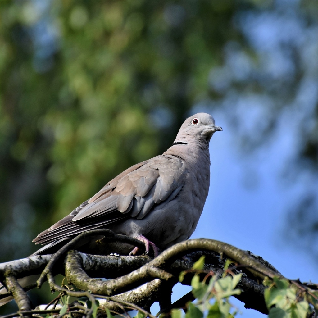 Дикий серый голубь сидит на ветке