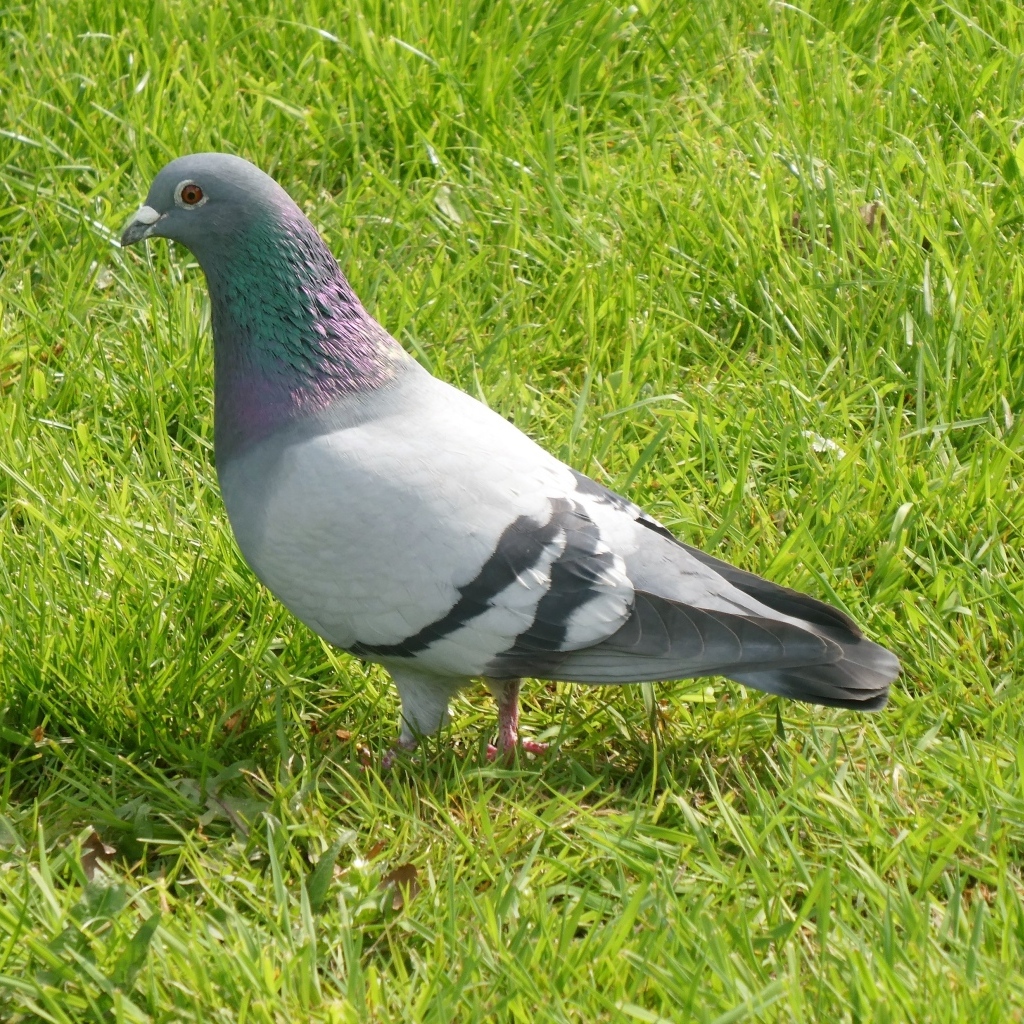Дикий голубь стоит на зеленой траве