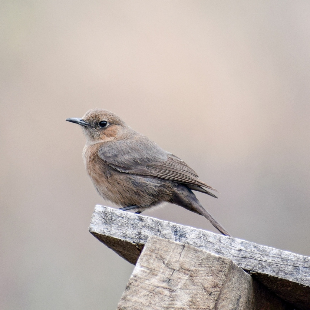 Птица крапивник сидит на  деревянной планке