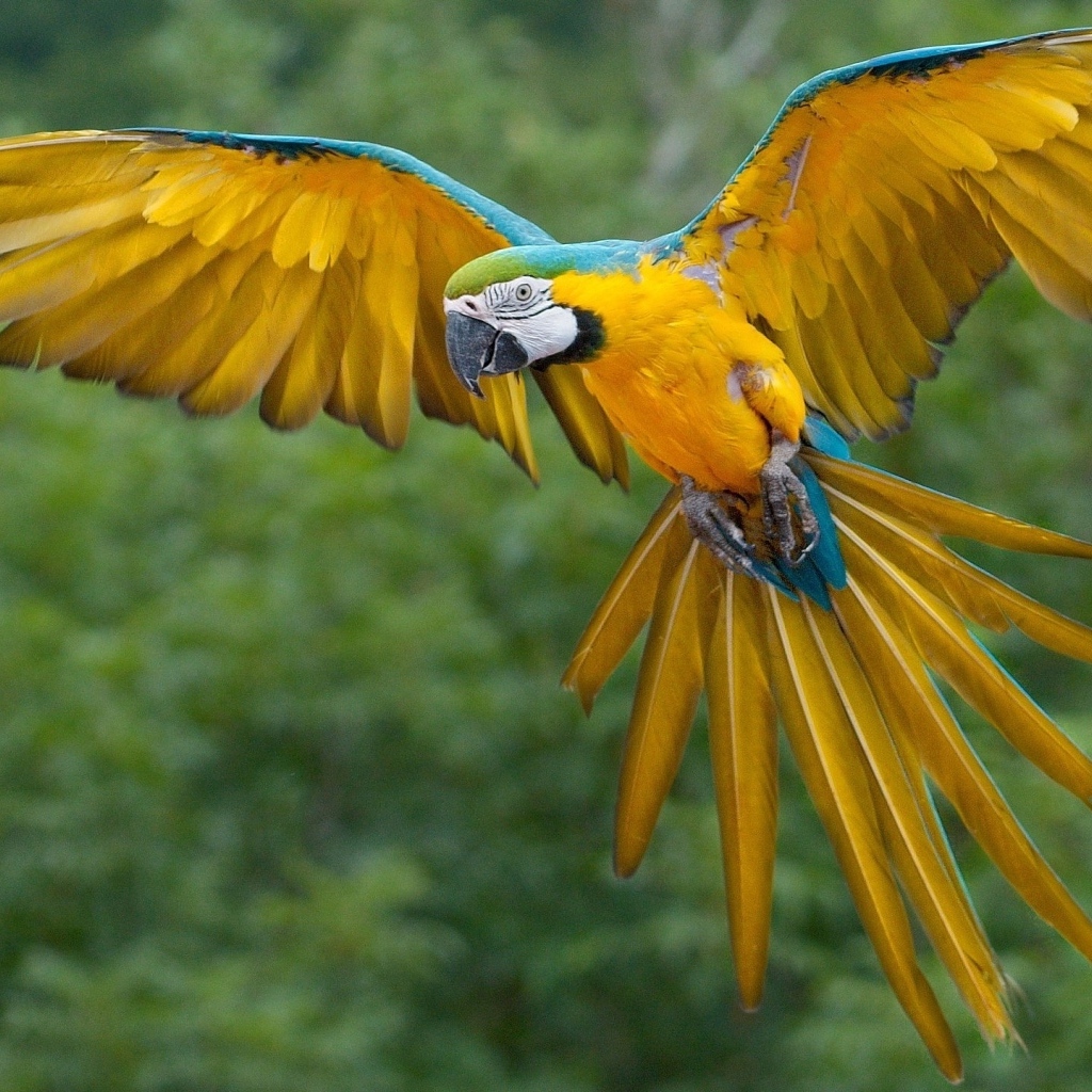 Желто-голубой попугай ара парит в воздухе