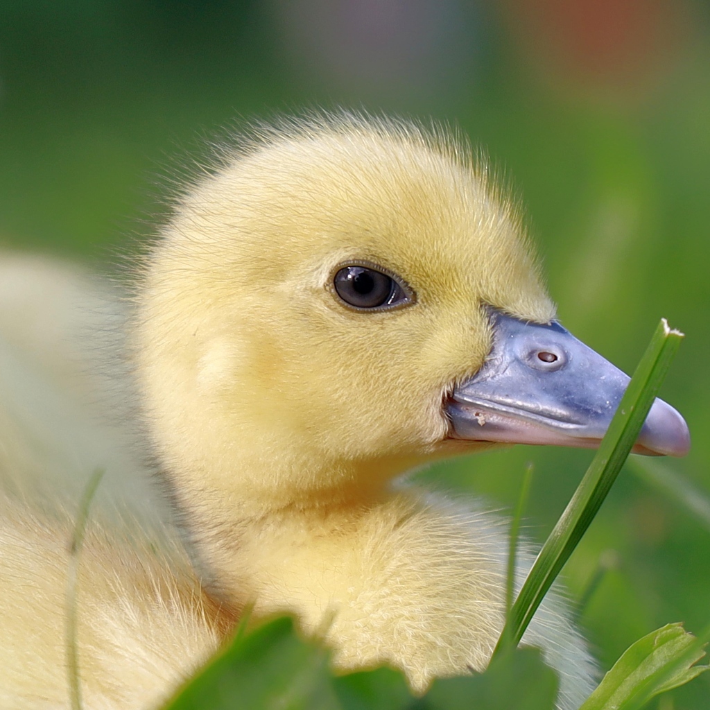 Желтый утенок в траве крупным планом