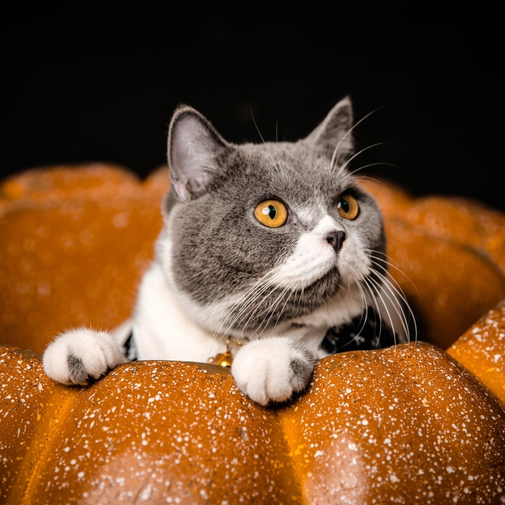 Породистый кот с желтыми глазами сидит в тыкве