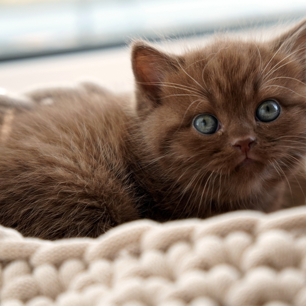 Маленький британский котенок лежит на лежанке