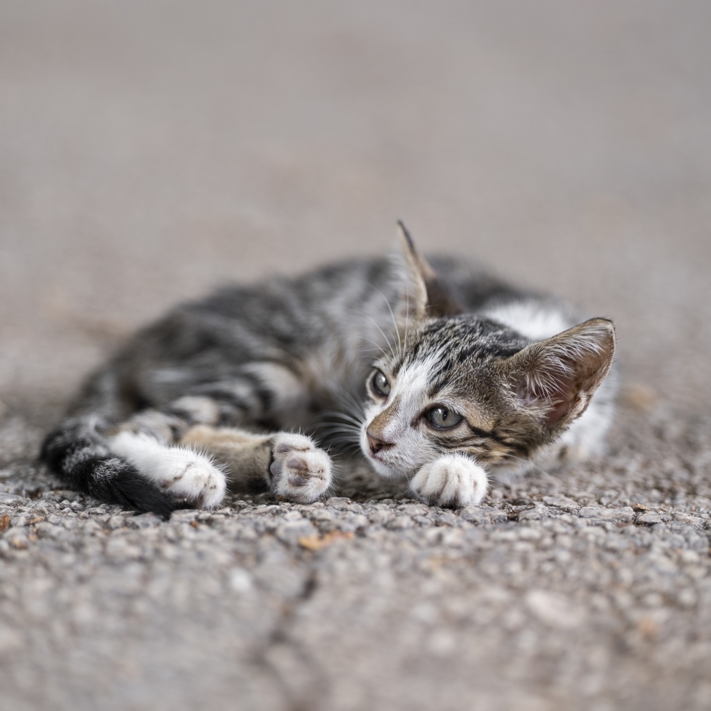Маленький серый котенок лежит на асфальте