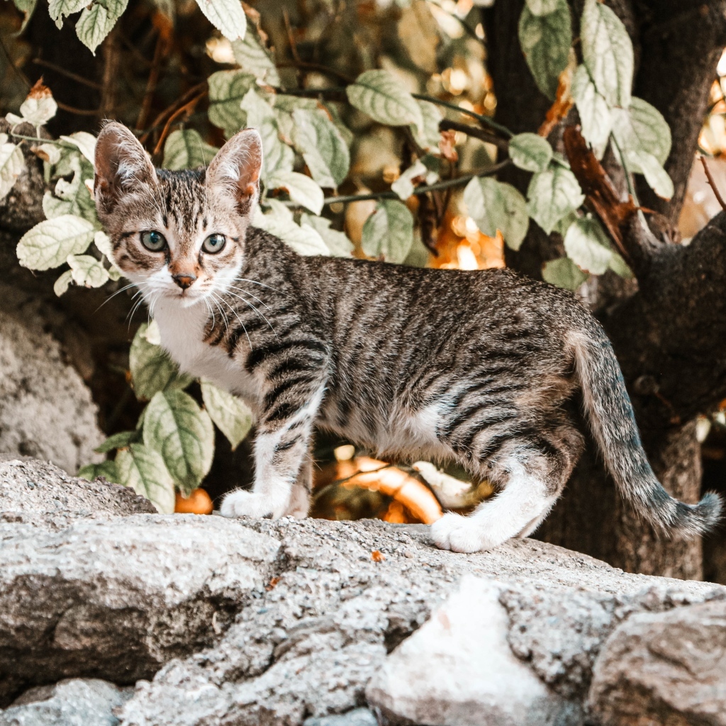 Маленький серый котенок стоит на камне