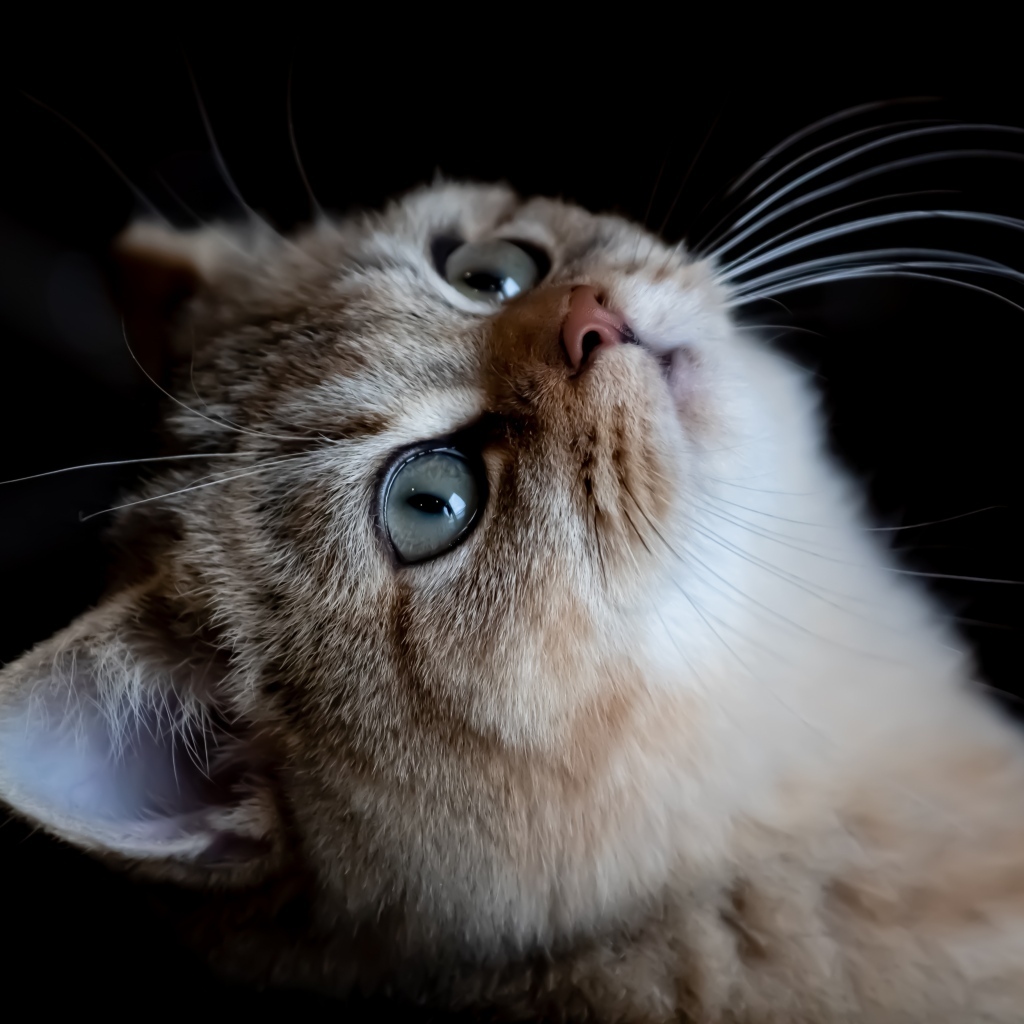 Красивая породистая кошка смотрит вверх