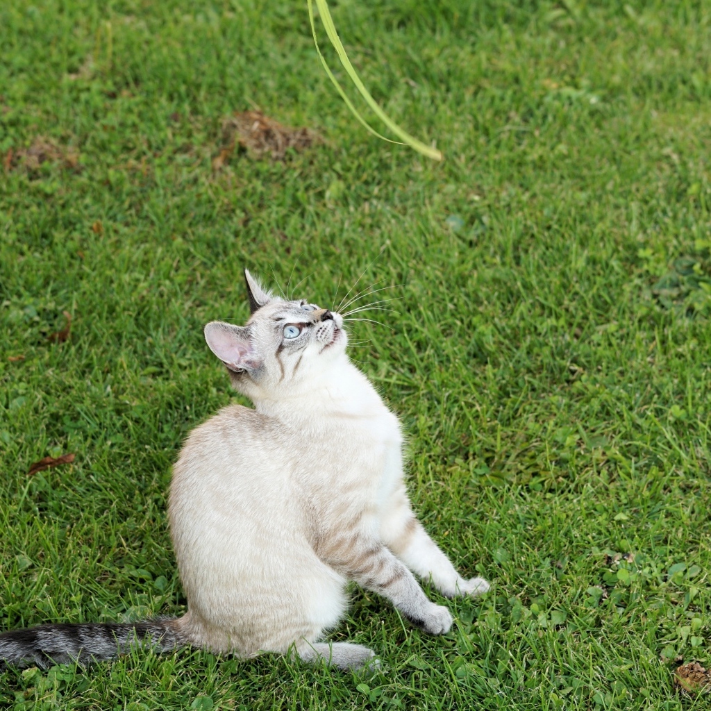 Красивая породистая кошка сидит на зеленой траве