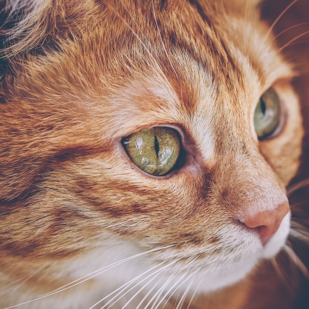 Красивый рыжий кот с большими зелеными глазами