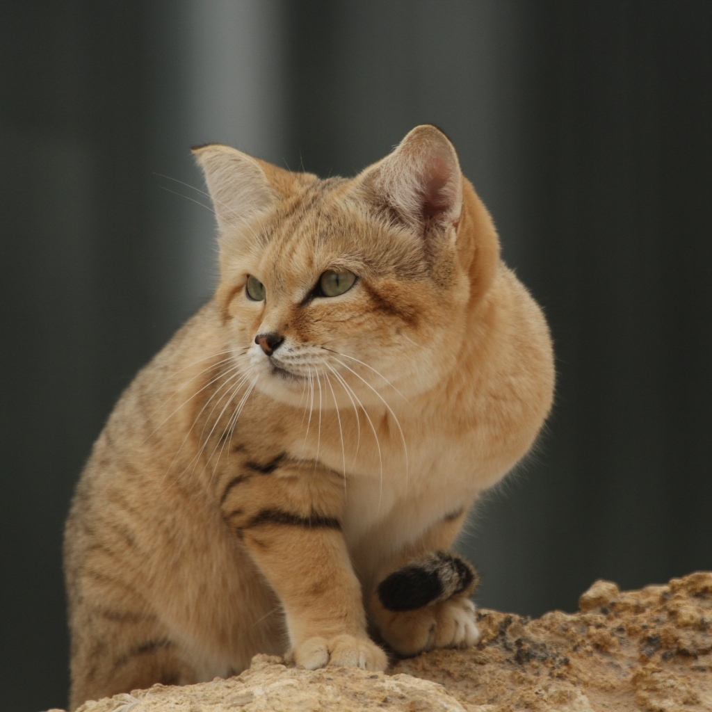 Красивый дикий барханный кот 