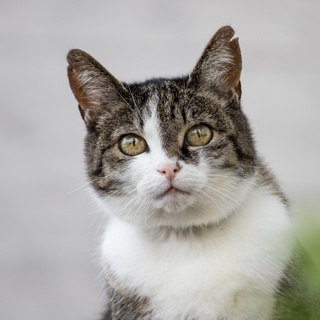 Красивый дворовой кот на сером фоне