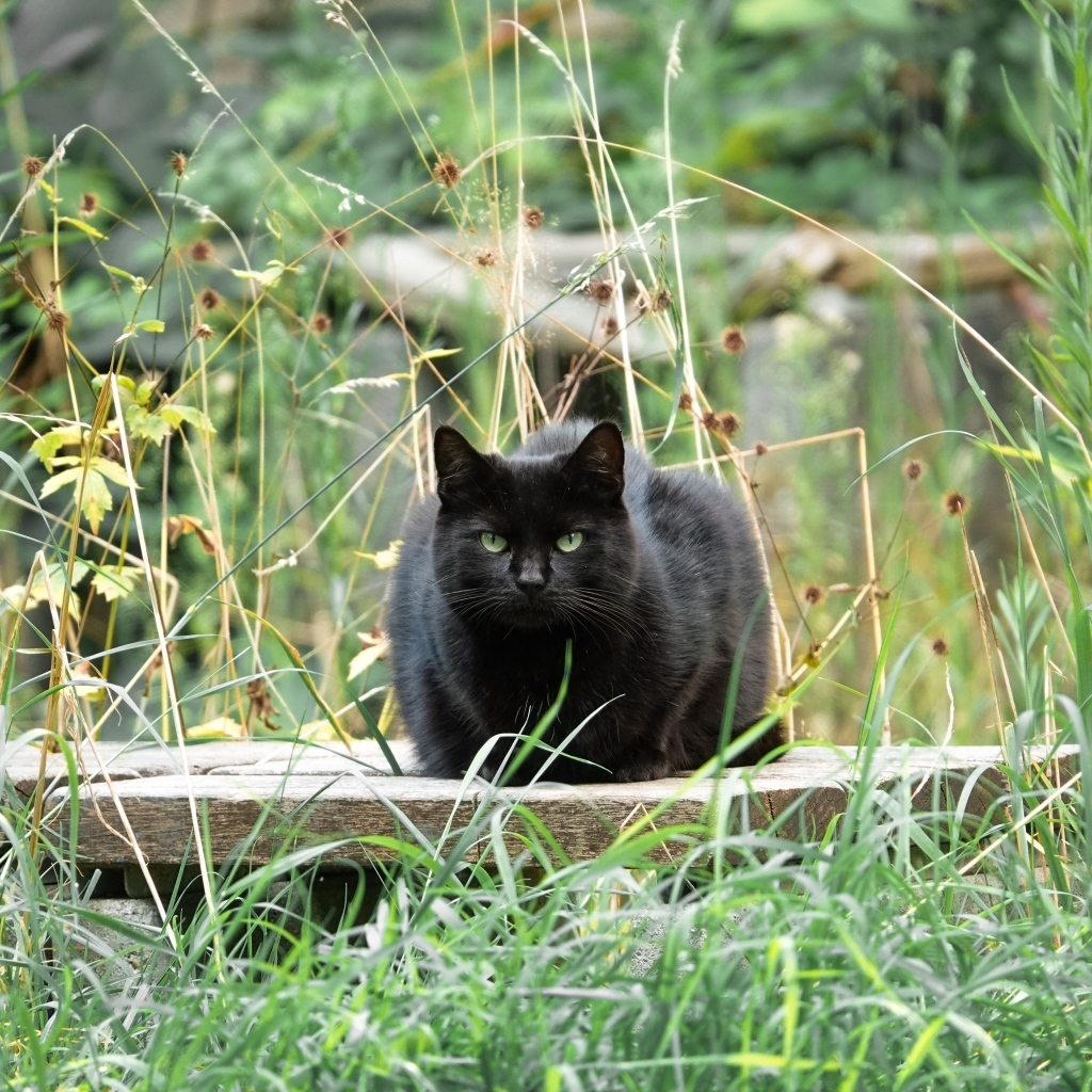 Большой черный кот сидит в зеленой траве