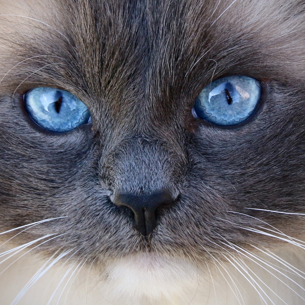 Большие голубые глаза породистой кошки крупным планом