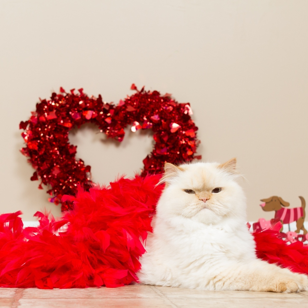 Большой пушистый кот с красным сердцем