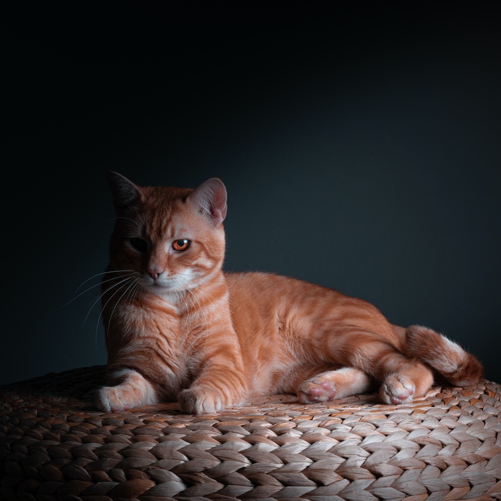 Большой рыжий кот на сером фоне