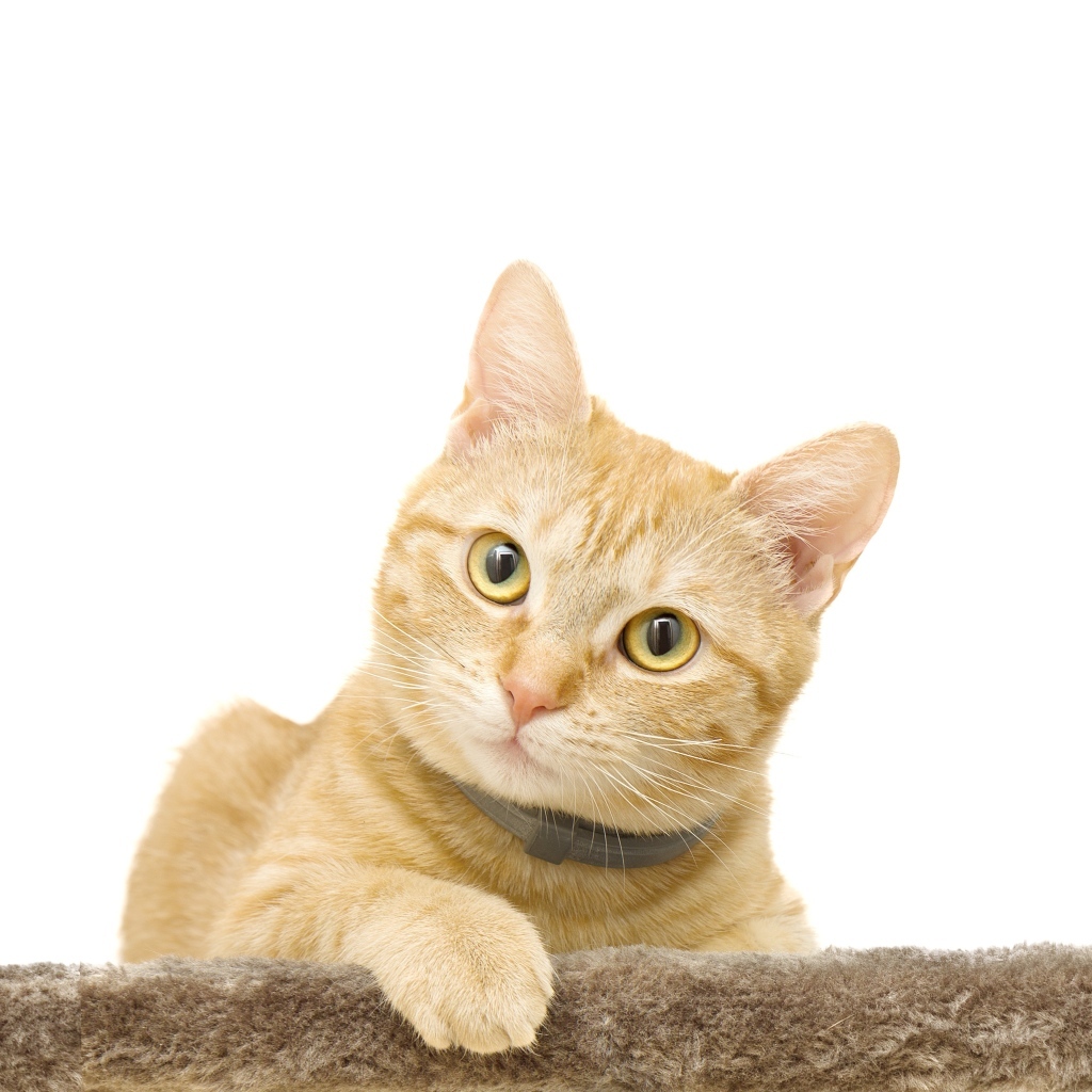 Большой рыжий кот на белом фоне