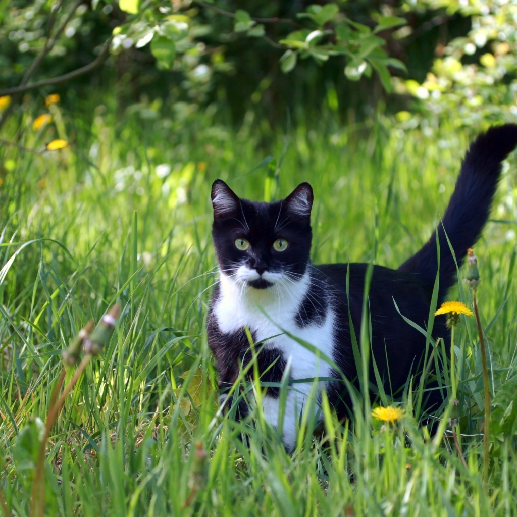 Черно-белый кот в зеленой траве