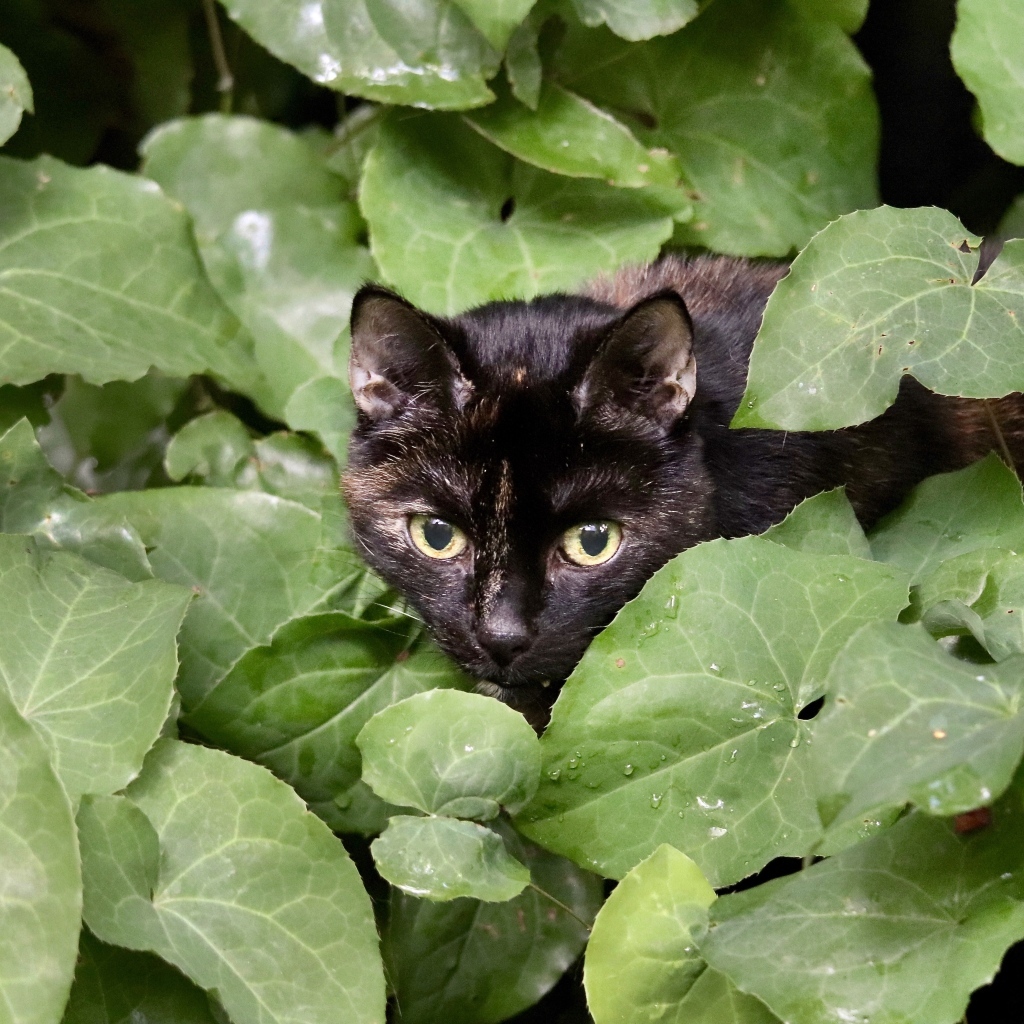 Черная кошка прячется в зеленых листьях